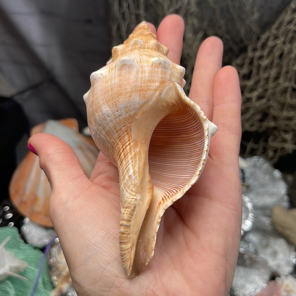 Large “Trapezium” Striped Horse Conch Seashell Shell Nautical Collector Decor - Picture 12 of 15